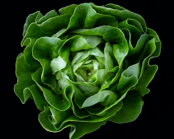 Mix de hojas tiernas con lechuga, rúgula y kale